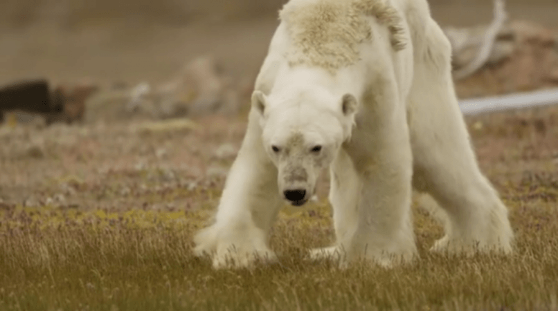 polar bear