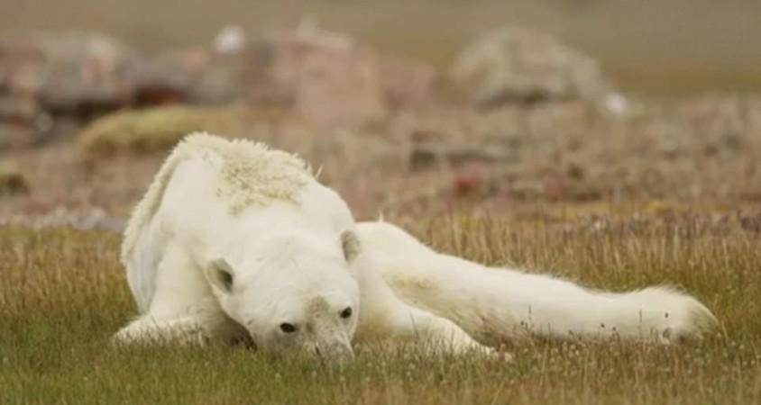 polar bear
