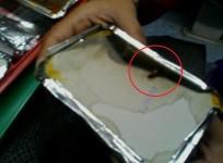 Cockroach