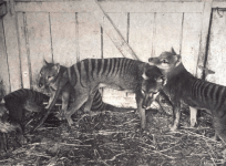 Tasmanian tiger