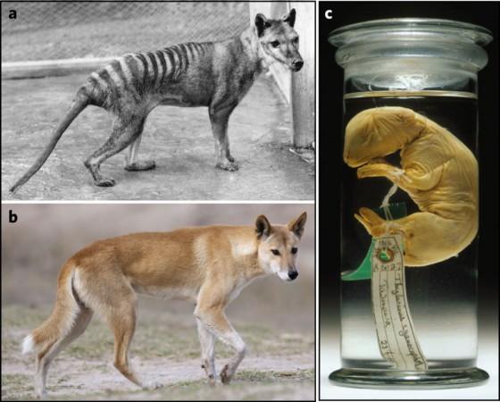 Tasmanian Tiger Clone