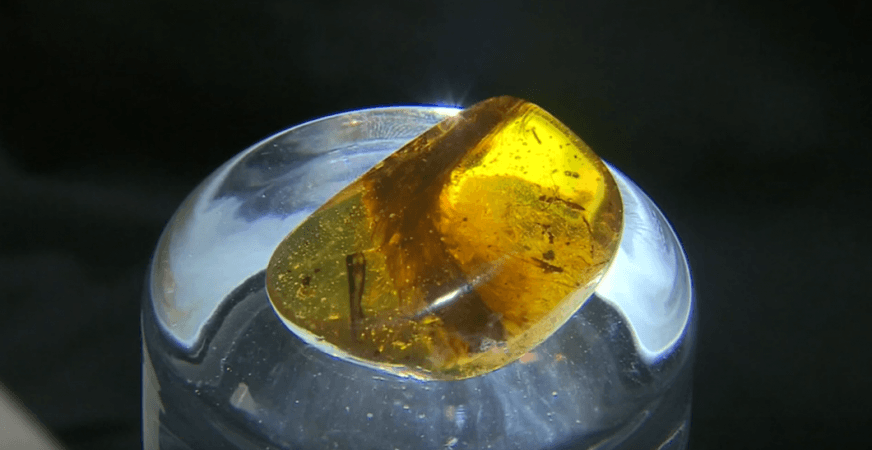 Amber fossil with insect trapped inside replica. jurassic park