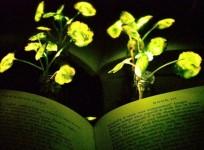 Illumination of a book with the nanobionic light-emitting plants