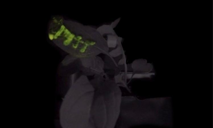 Glowing MIT logo printed on the leaf of an arugula plant. The mixture of nanoparticles was infused into the leaf using lab-designed syringe termination adaptors. The image is merged of the bright-field image and light emission in the dark. Glowing MIT logo printed on the leaf of an arugula plant