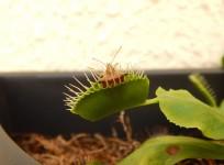 Venus flytraps