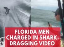 Shocking video of shark dragged by speed boat leads to arrests