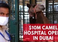 Dubai opens $10m hospital exclusively for camels