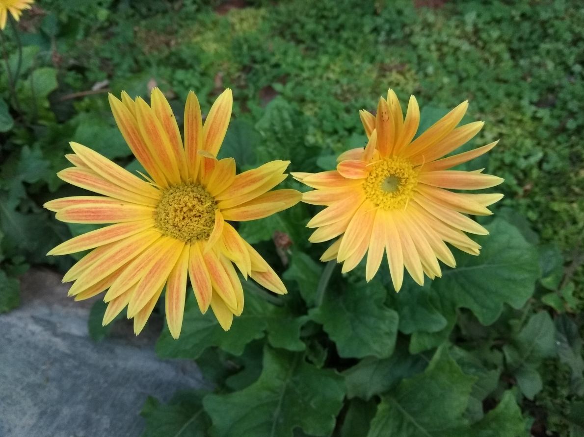 Xiaomi Redmi Y1 camera sample taken during sunny bright day Xiaomi, Redmi Y1, review,camera, design,performance, price, specifications, availability