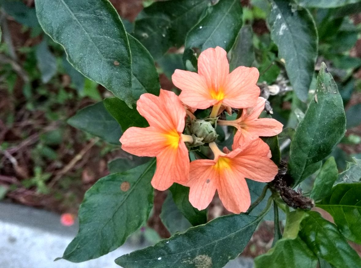 Xiaomi Redmi Y1 camera sample taken in the morning Xiaomi, Redmi Y1, review,camera, design,performance, price, specifications, availability