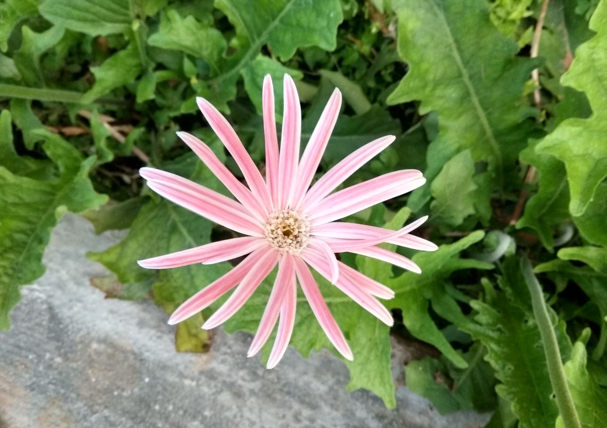 Xiaomi Redmi Y1 camera sample taken in the afternoon Xiaomi, Redmi Y1, review,camera, design,performance, price, specifications, availability