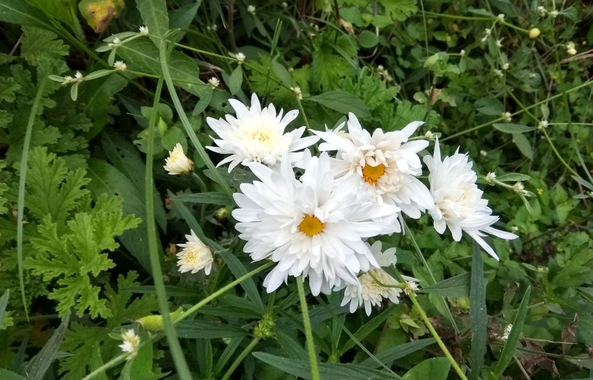 Xiaomi Redmi Y1 camera sample taken in the morning Xiaomi, Redmi Y1, review,camera, design,performance, price, specifications, availability