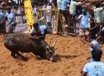 jallikattu1111