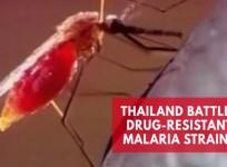 Thailand battles drug-resistant malaria strains