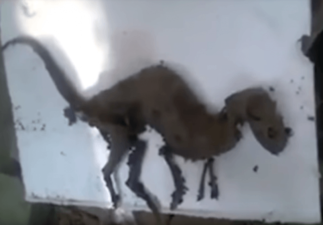 Dr Parag Madhukar Dhakate, a Conservator with the Indian Forest Service, believes that the creature will continue to be a baffling mystery – an enigma of sorts, until scientific analysis has been completed to reveal its species. dinosaur