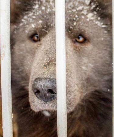 The dog that looks like a bear The dog that looks like a bear