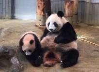 Adorable baby panda plays with mother during debut at Tokyo Zoo