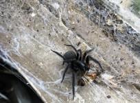Spider eating bee