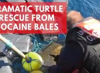 Turtle trapped by cocaine bales rescued