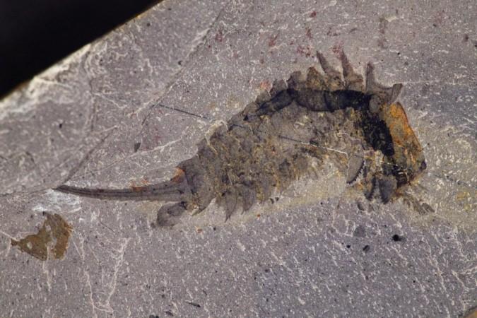 Fossil specimen of Habelia optata from the Royal Ontario Museum. Ancient sea predator