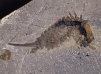Ancient sea predator