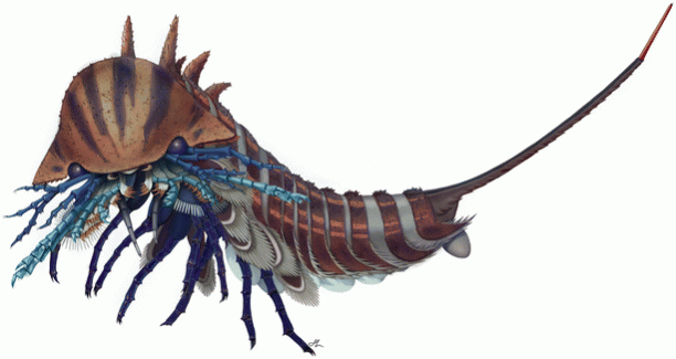 Artistic reconstruction of Habelia optata. Habelia is thought to have been an active predator, eating small animals with hard carapaces -- such as trilobites. Habelia optata