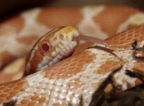 snake fungal disease