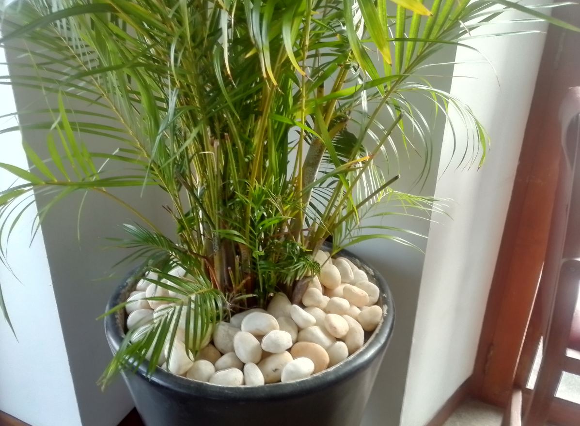 Intex Elyt Dual review: Budget phone with decent selfie camera Intex, Elyt Dual, review, performance, design, display, camera,battery