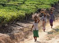 Assam