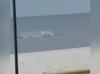 Dolphin filmed performing dramatic stunts in waters of Mississippi coast