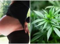 pregnant women using marijuana