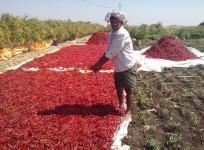 Farmer in Kurnool