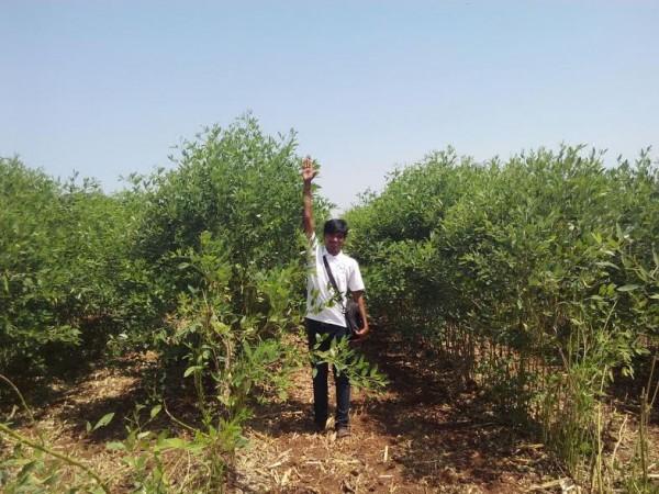 Standing Tall amidst Bumper Crop | AOL Standing Tall amidst Bumper Crop