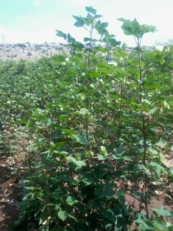 5 ft., the height of cotton crop in Sanjeeva Reddy's Farm | AOL The 5 ft. height of cotton crop in Sanjeeva Reddy's Farm