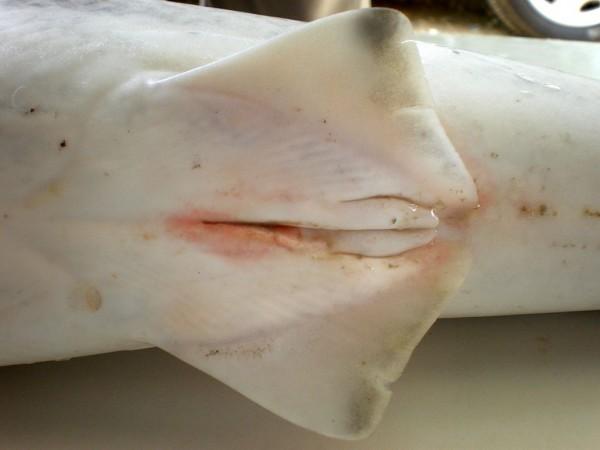 Detail of external male parts (claspers) of sharks. intersex shark