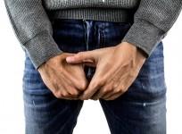penis,