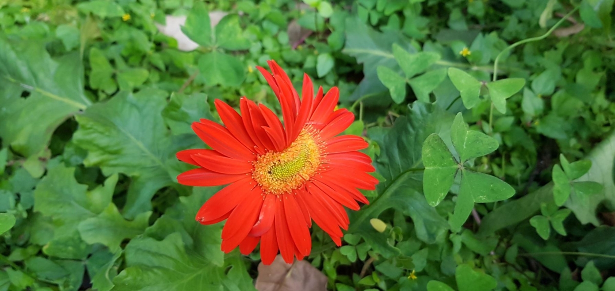 Samsung, Galaxy Note8, review, camera, design, display, performance, battery