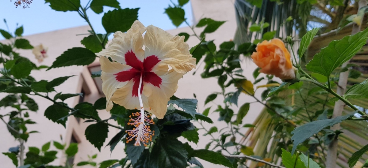 Samsung, Galaxy Note8, review, camera, design, display, performance, battery