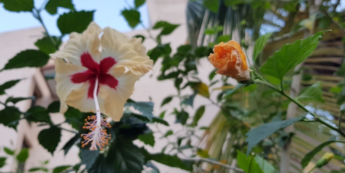 Samsung, Galaxy Note8, review, camera, design, display, performance, battery