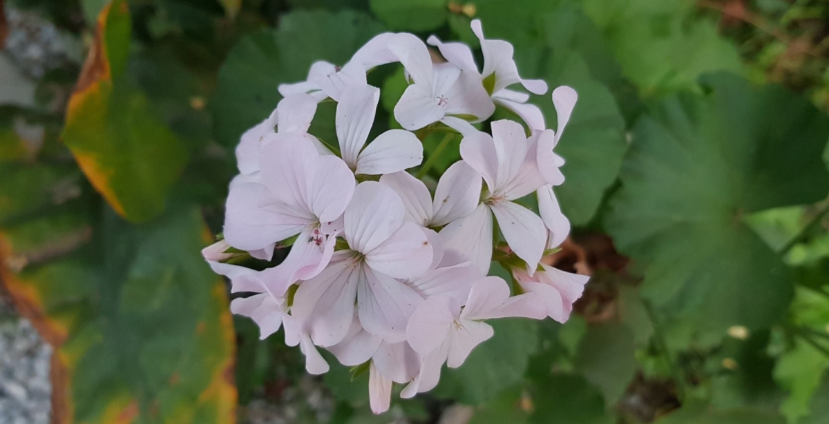 Samsung, Galaxy Note8, review, camera, design, display, performance, battery