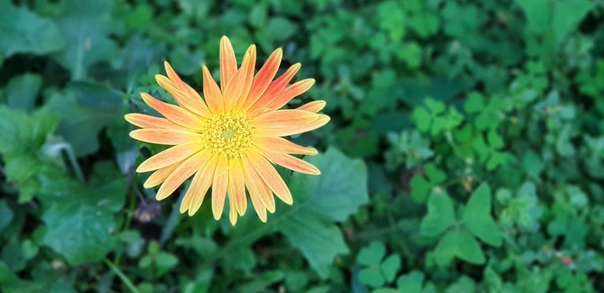 Samsung, Galaxy Note8, review, camera, design, display, performance, battery