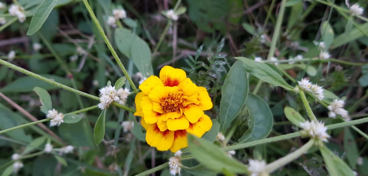 Samsung, Galaxy Note8, review, camera, design, display, performance, battery