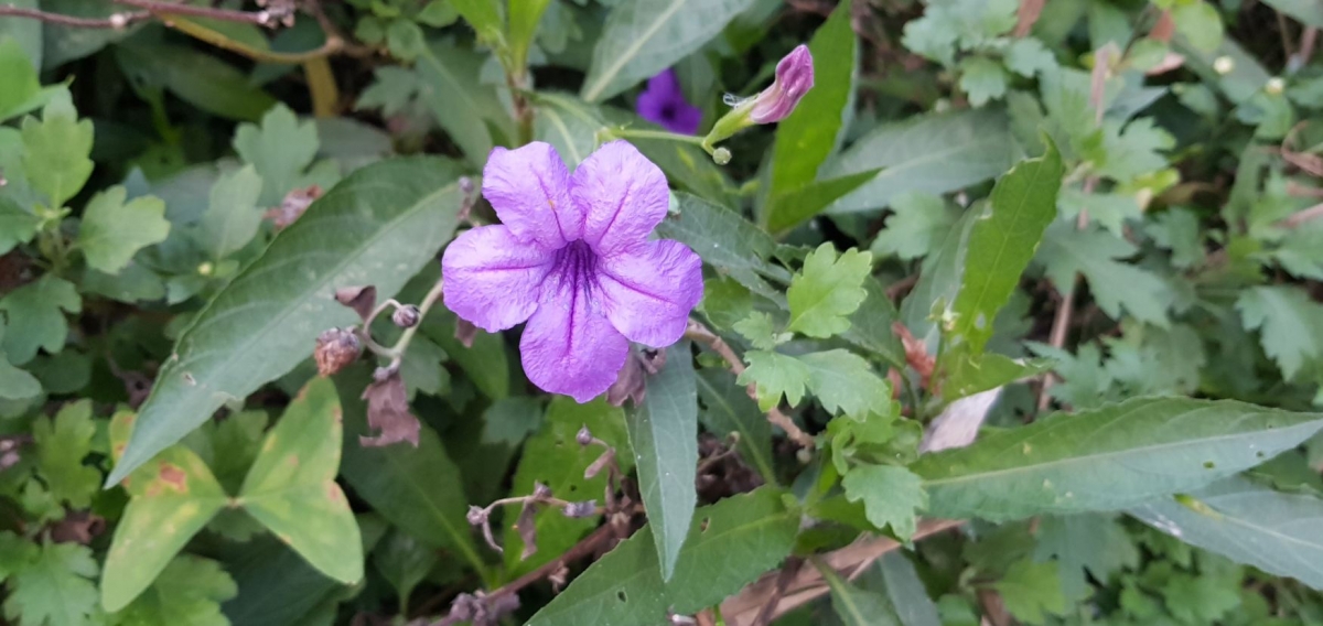 Samsung, Galaxy Note8, review, camera, design, display, performance, battery