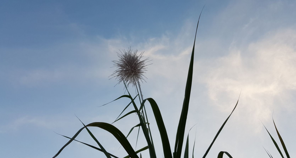 Samsung, Galaxy Note8, review, camera, design, display, performance, battery