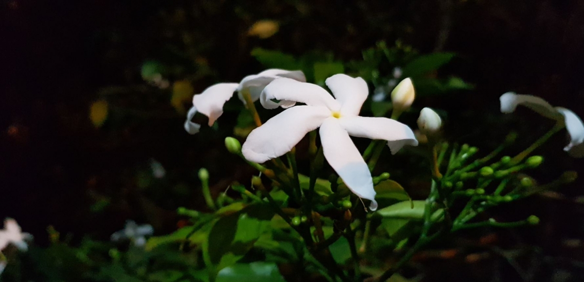 Samsung, Galaxy Note8, review, camera, design, display, performance, battery