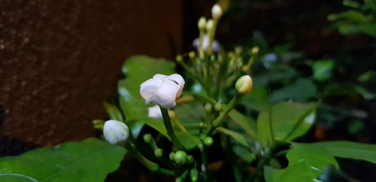 Samsung, Galaxy Note8, review, camera, design, display, performance, battery