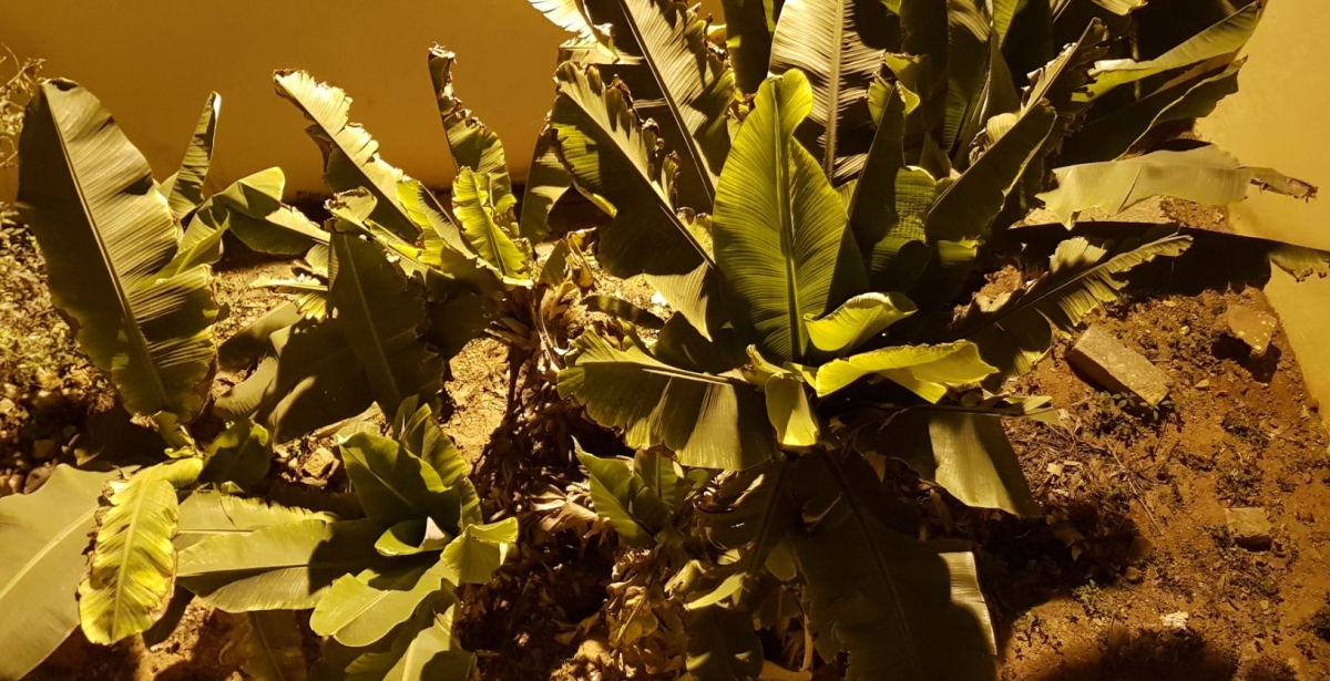 Samsung, Galaxy Note8, review, camera, design, display, performance, battery