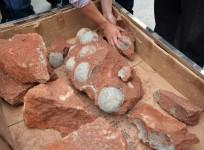 dinosaur egg fossils