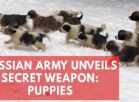 Russian Army unveils secret weapon: puppies