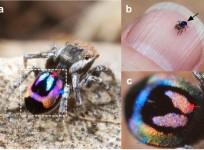 peacock spider with rainbow