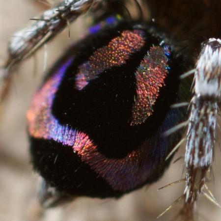 A zoom-in view of abdomen of a peacock spider. peacock spider